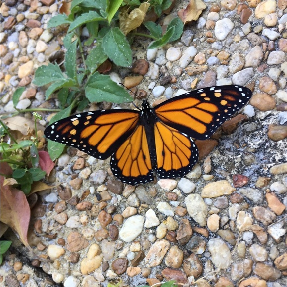 Meet your Posher, Jill - Picture 1 of 1